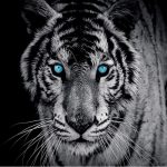 FOTO TAPETA "TIGAR" - 60008-40