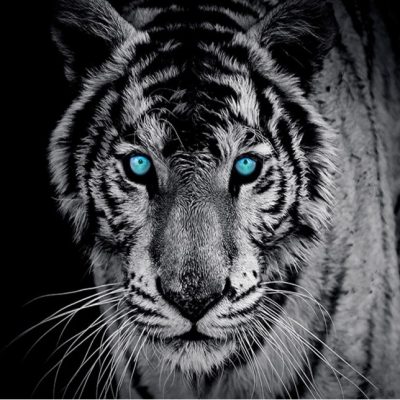 FOTO TAPETA "TIGAR" - 60008-40